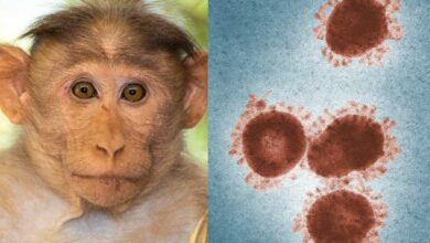 monkey b virus