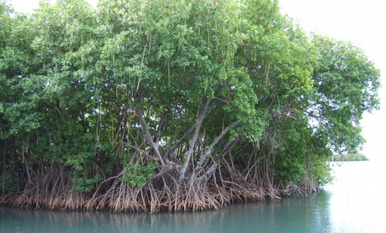 mangroves in puerto rico