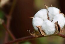 duty free import of raw cotton to push exports of value added textiles fieo