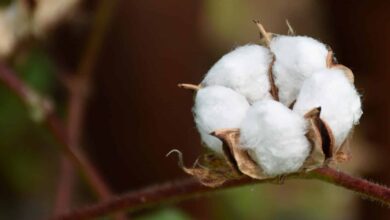 duty free import of raw cotton to push exports of value added textiles fieo