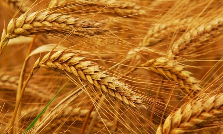 global wheat prices hit record high after india bans exports 2022.