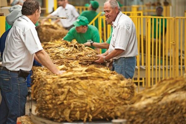 brazil tobacco production