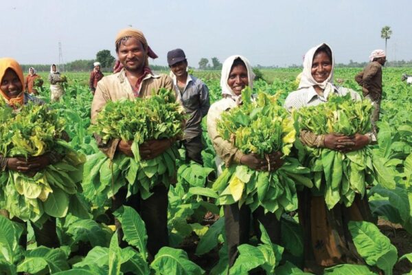india tobacco production