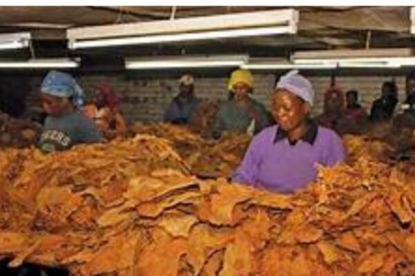 zambia tobacco production