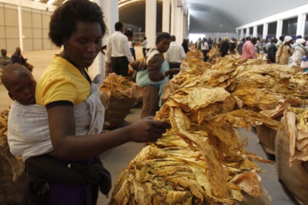 zimbabwe tobacco production